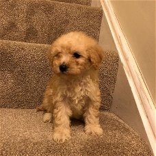 MOOIE MALTIPOO-PUPPY VOOR ADOPTIE.