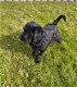 schattige F1 Labradoodle voor adoptie. - 1 - Thumbnail