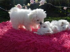 Prachtige Maltese pups