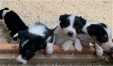 Border Collie-puppy's