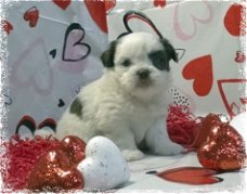 Fabulous Shih Tzu-puppy's voor nieuw huis