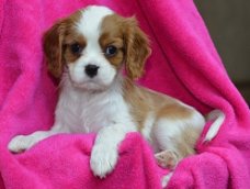 Prachtige Cavalier King Charles Spaniel Puppies voor nieuw huis