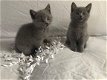Britse korthaar kittens beschikbaar - 1 - Thumbnail