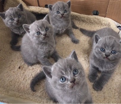 Kwaliteit Britse korthaar kittens beschikbaar - 1