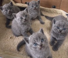 Kwaliteit Britse korthaar kittens beschikbaar
