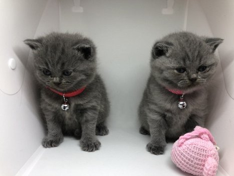 Kwaliteit Britse korthaar kittens beschikbaar - 2