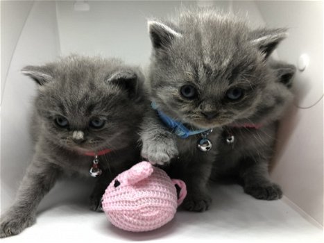 Kwaliteit Britse korthaar kittens beschikbaar - 3