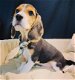 Beagle pups te koop - 1 - Thumbnail