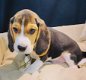 Beagle pups te koop - 2 - Thumbnail