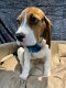 Beagle pups te koop - 3 - Thumbnail