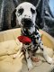 dalmatier pups beschikbaar - 1 - Thumbnail