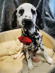 dalmatier pups beschikbaar