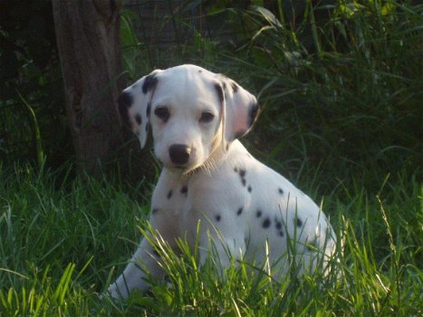 dalmatier pups beschikbaar - 3