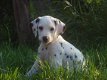 dalmatier pups beschikbaar - 3 - Thumbnail