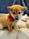 shiba pups zoeken gouden mandje! - 5 - Thumbnail