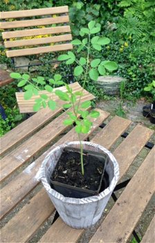 Moringa oleifera, Miracle tree - 1