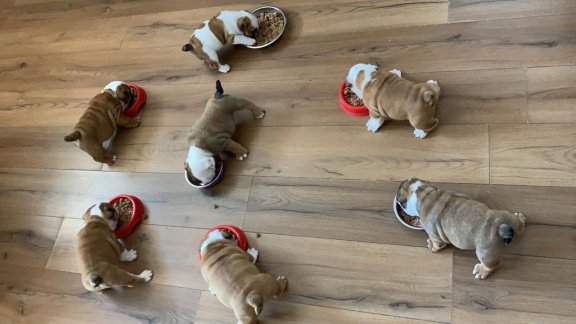 Mooie Engelse bulldog puppy's voor adoptie - 1