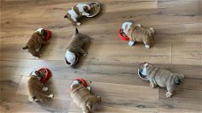 Mooie Engelse bulldog puppy's voor adoptie