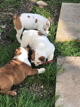 Mooie Engelse bulldog puppy's voor adoptie - 2