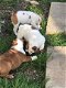 Mooie Engelse bulldog puppy's voor adoptie - 2 - Thumbnail