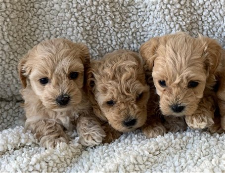 Schattige Maltipoo-puppy's te koop - 1