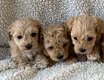 Schattige Maltipoo-puppy's te koop - 1 - Thumbnail