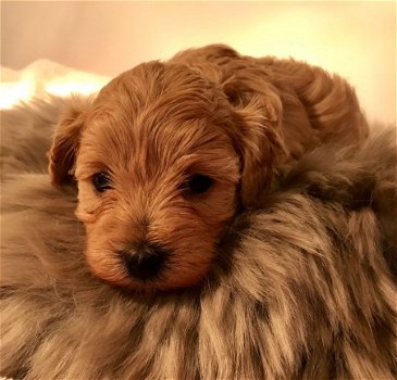 Schattige Maltipoo-puppy's klaar voor de markt - 1