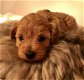 Schattige Maltipoo-puppy's klaar voor de markt - 1 - Thumbnail