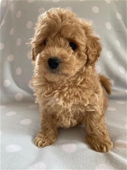 Schattige Maltipoo-puppy's klaar voor de markt. - 1