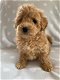 Schattige Maltipoo-puppy's klaar voor de markt. - 1 - Thumbnail