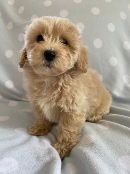 Schattige Maltipoo-puppy's klaar voor de markt. - 2