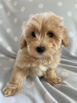 Schattige Maltipoo-puppy's klaar voor de markt. - 3