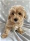 Schattige Maltipoo-puppy's klaar voor de markt. - 3 - Thumbnail