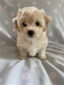 prachtige Maltipoo-puppy's klaar voor de markt - 1