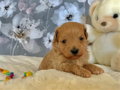 prachtige Maltipoo-puppy's klaar voor de markt - 1