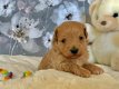 prachtige Maltipoo-puppy's klaar voor de markt - 1 - Thumbnail