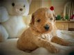 prachtige Maltipoo-puppy's klaar voor de markt - 3 - Thumbnail