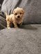 Maltipoo-puppy's klaar voor de markt. - 1 - Thumbnail