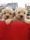 Schattige Maltipoo-puppy's klaar voor de markt. - 1 - Thumbnail