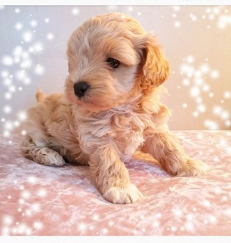 Schattige Maltipoo-puppy's klaar voor de markt - 1