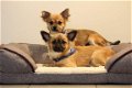 chihuahua pups - 2 - Thumbnail