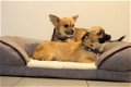 chihuahua pups - 3 - Thumbnail