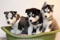 siberische husky pups - 1 - Thumbnail