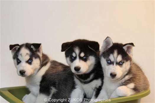 siberische husky pups - 3