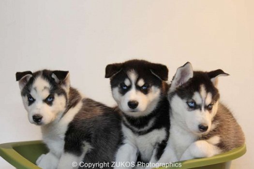 siberische husky pups - 4