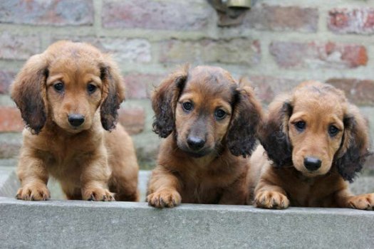 langharige teckel pups - 1