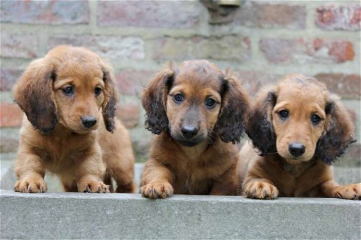 langharige teckel pups - 2