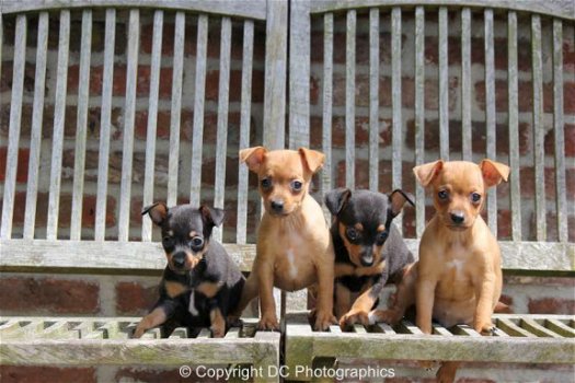 dwerg pinscher pups - 1