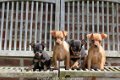 dwerg pinscher pups - 1 - Thumbnail