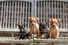 dwerg pinscher pups